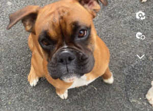 4yr old Female Boxer