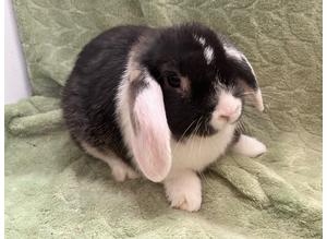 Beautiful Lop Female Rabbits For Sale