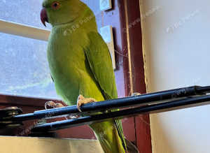 Stunning baby green Indian ringnick parrot
