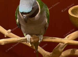 Stunning darbyan parrot for sale
