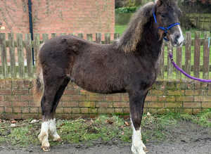 Registered welsh sec c colt