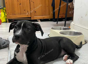 Blue staffy