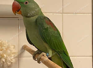 Beautiful young alexandrine parrot