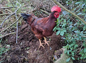 Warren/Rhode island red cockerel