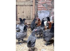 Point of Lay Pullets for sale