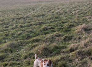 Jack Russell dog at stud