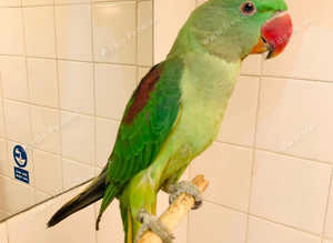 Stunning young alexandrine parrot
