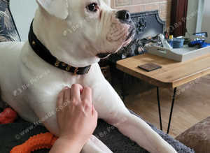 Experienced Dog Walker, Pet Sitter