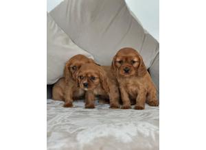 Beautiful King Charles Cavalier Puppies READY NOW