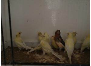 Selection of Hen Fife Canaries