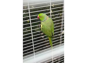 1 Male Indian Ringneck parrot for sale