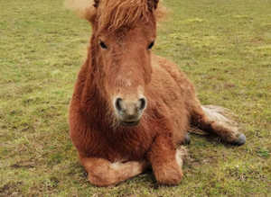 Falabella X curly gelding