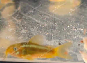 Gold laser Cory