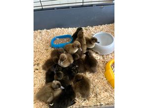 Khaki Campbell ducklings for sale