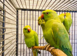 Very beautiful young Indian ringnick parrot
