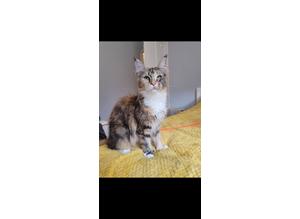 TICA Registered Active Maine coon girls !!!