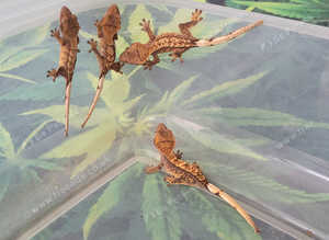 Crested geckos/Axolotls amazing colours and form