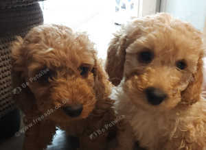 REDUCED!! Cavapoos with complete puppy package only 3 available