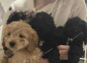 2 x black with white chest beautiful female cockapoo pups