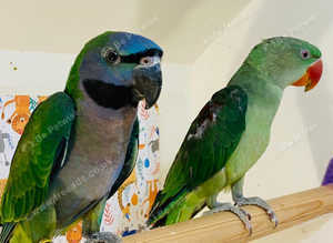 Stunning baby derbayn parrot
