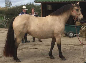 Class 1 Connemara IN FOAL