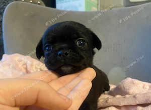 Beautiful shih tzu x chihuahuas for sale