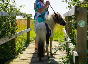 Part bred Falabella filly