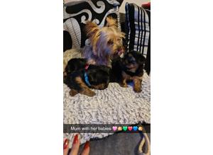 READY NOW!!!  Yorkshire terriers pup's