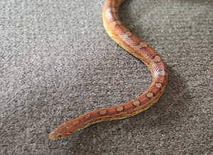 Corn snake adult