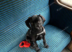 Cane corso male 12 weeks fully vaccinated ready to leave