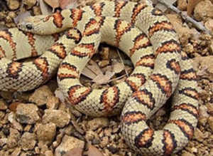 Variable King Snake at Birmingham Reptiles