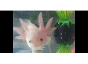 Axolotl Leucistic for sale
