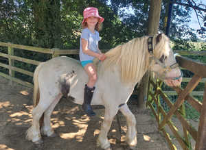 Mini riding  Cob gelding