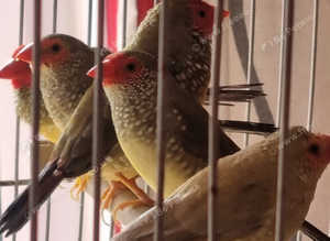 Star finches