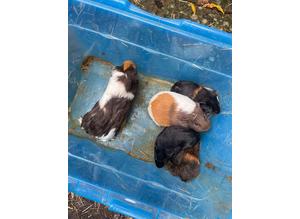 GUINEA PIGS LOOKING FOR HOMES
