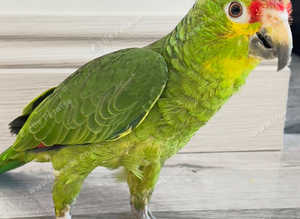 Beautiful young red lord Amazon parrot