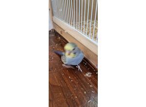 Baby male budgie