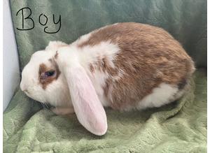 Beautiful French Lops for sale