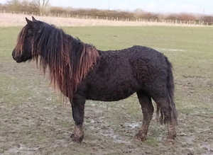 Rare curly pony
