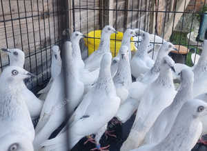 Polish pigeon jasny (bright) for sale