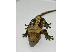 Young Male Harlequin Crested Gecko