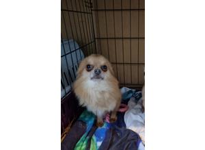 Teacup long head male chihuahua stud only
