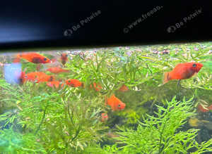 Free swordtails