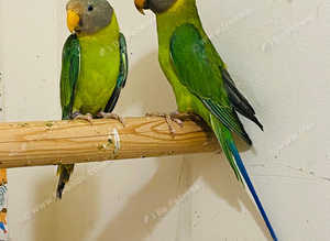 Plum headed parrot for sale