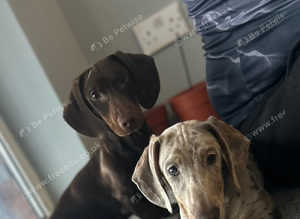 Beautiful Harlequin and chocolate puppies for sale