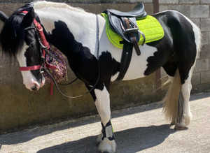 Backed 13hh Riding Pony/Cob x Mare age 6 with Nice Movements/Potential for Showing, Competing, Jumping, Hacking, Driving, Pony Club, SEN Lead Rein etc