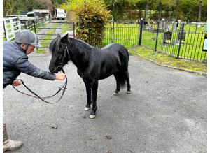 Pumphill Dartmoor 7 year old black mare