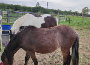 Section b X stepping cob