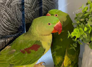 Stunning young alexandrine parrot