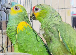 Stunning baby Amazon parrot